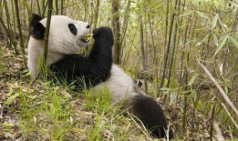 大熊猫吃竹子的视频,竹海中的天然美食家