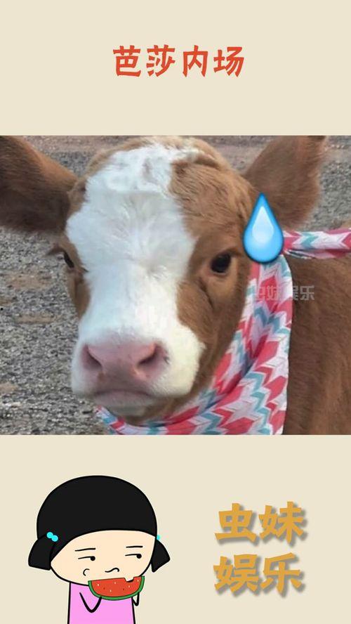 抖音娱乐吃瓜是真的吗